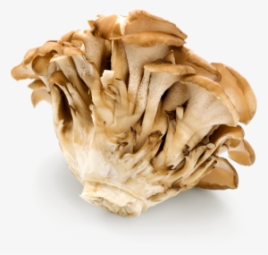 Maitake Mushroom 01 - Hen-of-the-wood