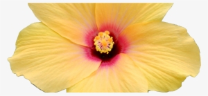 Cropped Hibiscus Yellow Trans - Hawaiian Hibiscus