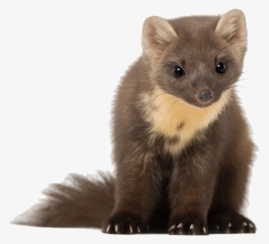 Lors De La Consultation Annuelle, Un Examen De L'animal - Mustelids