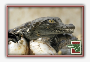 Crocodile Hatchings - American Crocodile