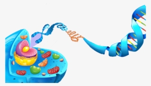 Picture - Http - //www - Aboutthemcat - - Anatomy Of Animal Cell