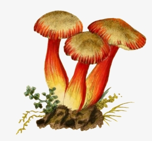 Three Mushroom Transparent Plant Vectors In The Soil - Attract Wealth And Money: Blank Affirmations Journal