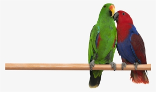 Jpg Transparent - Eclectus Png