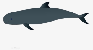 Download Bitmap Picture Melon-headed Whale - Wholphin