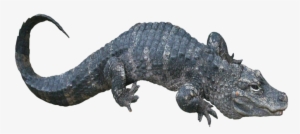 Alligator Sinensis2 - Portable Network Graphics