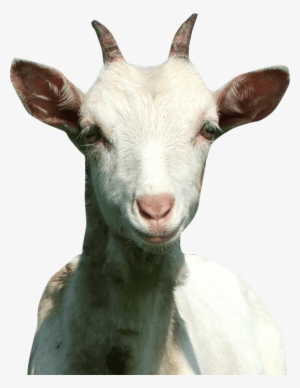 Buy A Goat For Charity For Just $75 - Voller Wunder Ist Das Leben Dvd