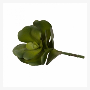 Succulent Stem Large - Garden Roses