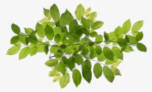 Nyc Million Tree Program - Ilex Decidua