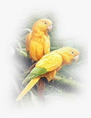 Yel-parrots Vig - Budgie