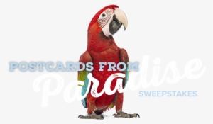 Postcards From Paradise Sweepstakes - Red-and-green Macaw