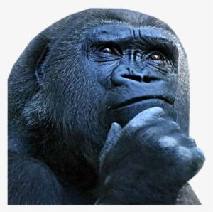 Macaco-pensando - Haddad É Meu Ovo