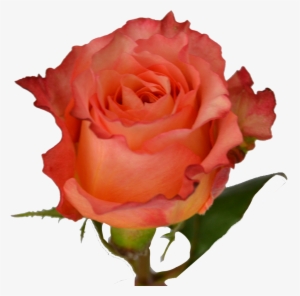 Free Spirit - Coral Reef Rose