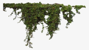 Hanging Ivy Png