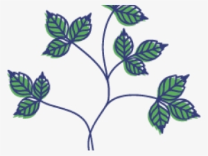 Drawn Vine Poison Ivy Vine - Chicago