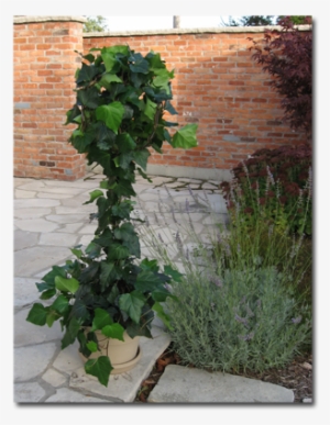 Ideal Temperature For Dodd's Ivy And Ivy Topiaries - Hedge