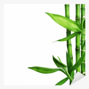 Free Bamboo Border Png