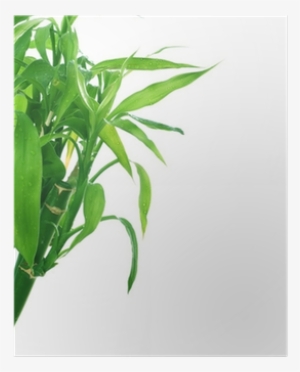 Grass