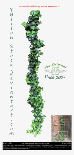 Ivy By Ybsilon Stock By Ybsilon Stock - Plants