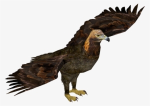 Golden Eagle - Eagle