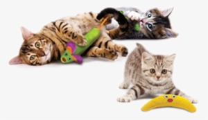 Petstages - Green Magic Boomerang Buddy Cat Toy - 1