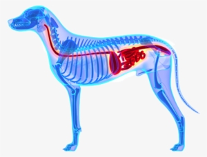 Why Do Dogs Eat Poop - Dog Kidney