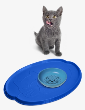 Cat Accessories 2 - Cat