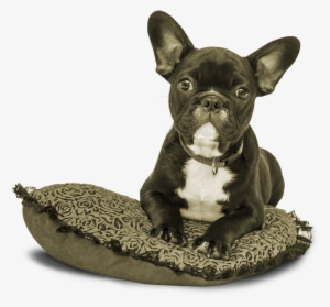 I Meant To Share This Earlier This Week But It's Been - Dog Notebook: 6x 9 Lined Notebook| Journal