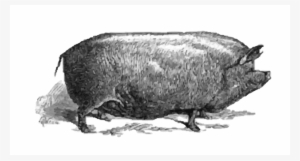 Large White Pig Snout Bison Animal - Pigs Clip Art Victorian