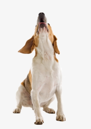 Dog Howl Png