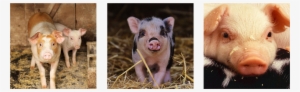 Header Pig - Cute Little Piglet In The Barn: Blank 150 Page Lined