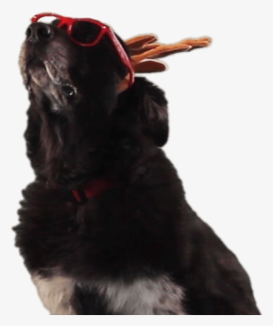 Dress Up - Dog Catches Something