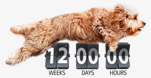 3 Month Flea & Tick Prevention Yes - Bravecto 10 A 20 Kg