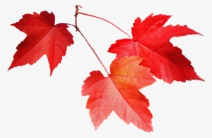 How About A Hill View Resort That Is Within The City, - Google Images