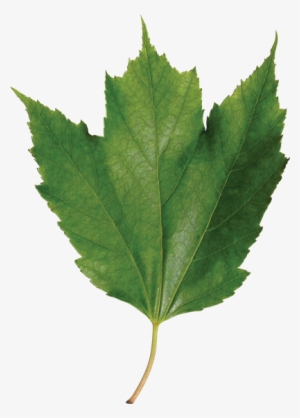 Identify A Leaf - Leaf
