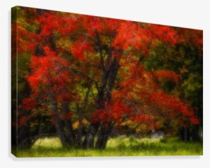 An Autumn Red Maple In A Grassy Meadow Beside The Mersey - Printscapes Wall Art: 36" X 24" Canvas Print With Black