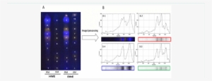 Tlc Fingerprint Of Phenolic Compounds Presents In Maples - Maple