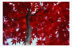 Best Merchandise To Express Yourself - Red Color Wallpaper Hd