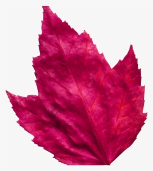 Red Leaf 3 - Red