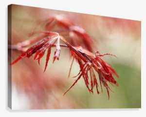 Red Lace Canvas Print - Flower