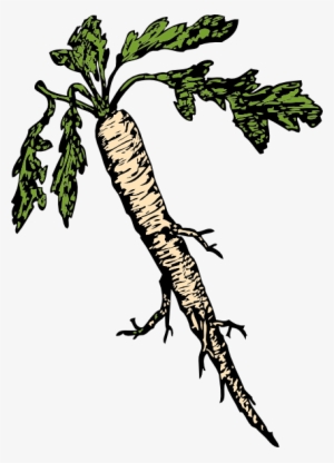 How To Set Use Food Plants Root Icon Png - Horseradish Clipart