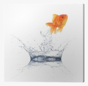 Golden Fish Jumping From Water Canvas Print • Pixers®