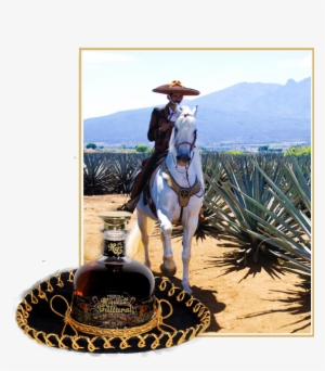 Techarro - Tequila Jalisco