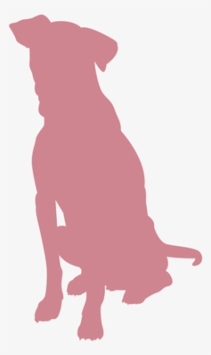 Group Classes And Private Dog Training - Dog Catches Something