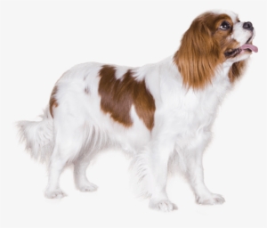 Appearance Of Cavalier King Charles Spaniel - King Charles Cavalier Png