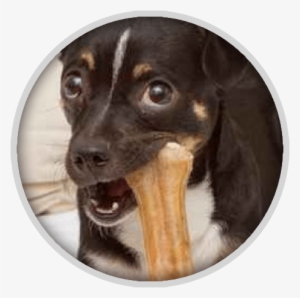 Teeth Cleaning For Dogs - Dog