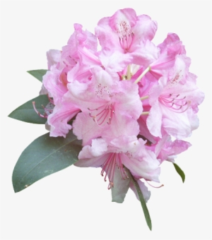 Sqmai4eh - Animation