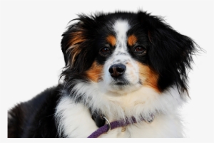 Cachorra