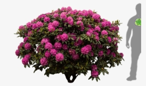 Rhododendron Furnivals Daughter - Rhododendron Png