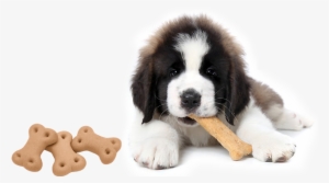St Bernard Puppy Png