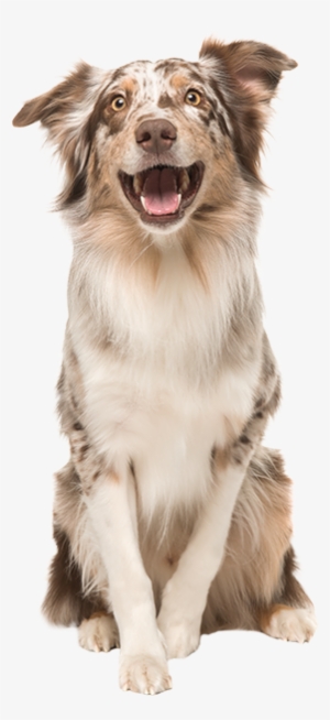 Donate Header - Gilles Moutounet Min Hund Er Min Guru - Hardback